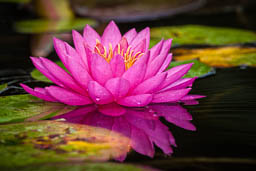 WaterLily