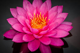 WaterLily