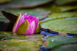 WaterLily