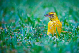 Yello Bird